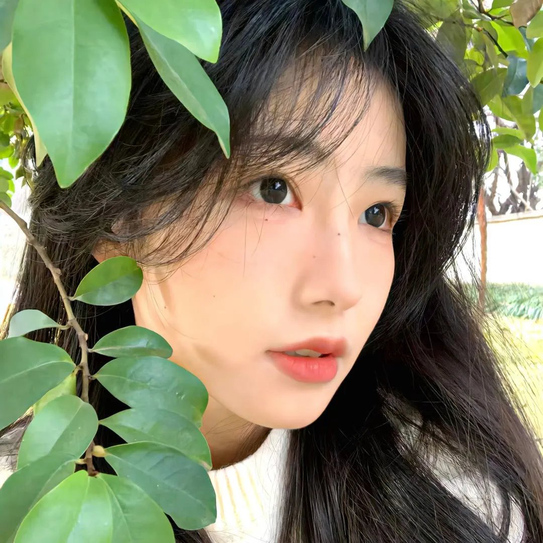 太阳花